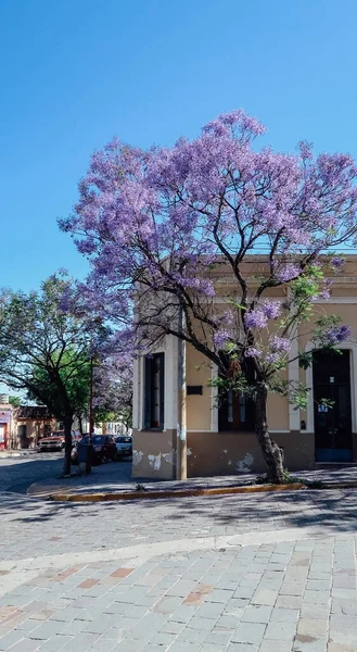 Alta Gracia Argentina Октября 2019 Цветущие Деревья Фиолетовыми Цветами Улице — стоковое фото