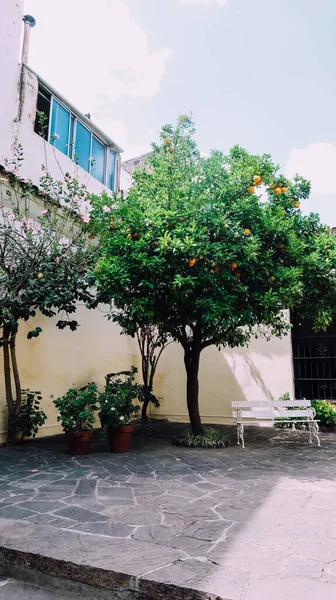 Salta Argentina Circa Noviembre 2019 Árbol Verde Cerca Muralla Casco — Foto de Stock