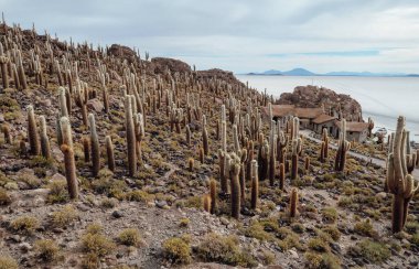 UYUNI, BOLIVIA - CIRCA NOVEMBER 2019: Salar de Uyuni 'nin ortasındaki Incahuasi kaktüs adası güneşli bir günde bulutlu mavi gökyüzü.