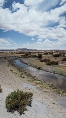 ALTIPLANO, BOLIVIA - CIRCA Kasım 2019: Eduardo Avaroa Andean Ulusal Rezervi 'nde arka planda dağlarla çevrili otlar, çalılar ve lamalarla dolu bir vadi.