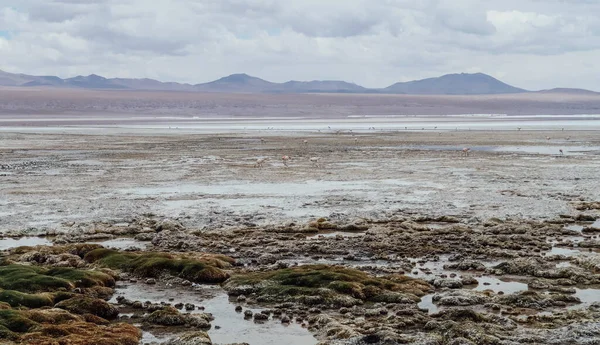 Altiplano Bolivia Circa Novembre 2019 Veduta Della Laguna Hedionda Nella — Foto Stock