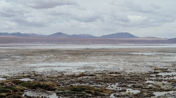 Altiplano Bolivia Circa Novembre 2019 Veduta Della Laguna Hedionda Nella — Foto Stock