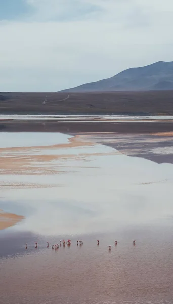 Altiplano Bolivia Circa November 2019 Uitzicht Laguna Colorada Rode Lagune — Stockfoto