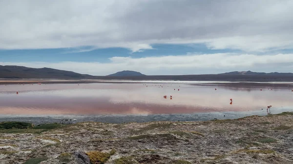 Altiplano Bolivie Circa Novembre 2019 Vue Laguna Colorada Lagune Rouge — Photo