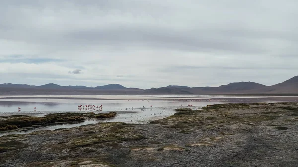 Altiplano Bolivia Circa November 2019 Kilátás Laguna Colorada Vörös Lagúna — Stock Fotó