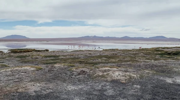 Altiplano Bolivie Circa Novembre 2019 Vue Laguna Colorada Lagune Rouge — Photo