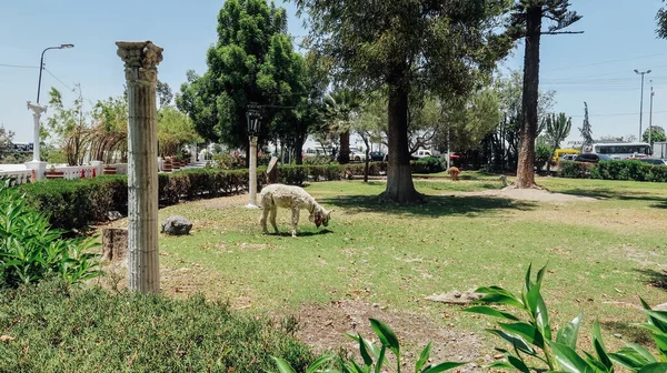 Arequipa Peru Circa Novembro 2019 Lamas Comem Grama Gramado Parque — Fotografia de Stock