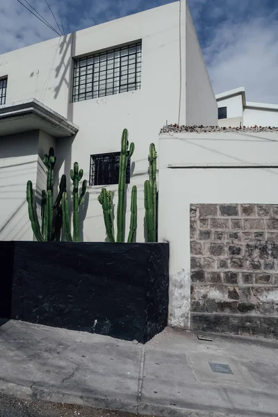 Arequipa Peru Circa Novembre 2019 Edificio Con Facciata Bianca Cactus — Foto Stock