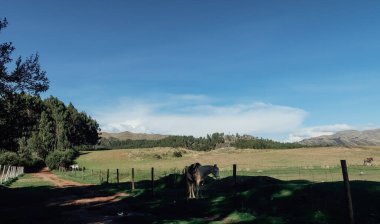 CUSCO, PERU - CIRCA NOVEMBER 2019: Cusco 'da güneşli bir günde mavi gökyüzü olan atlar ve ağaçlarla dolu büyük yeşil alan.