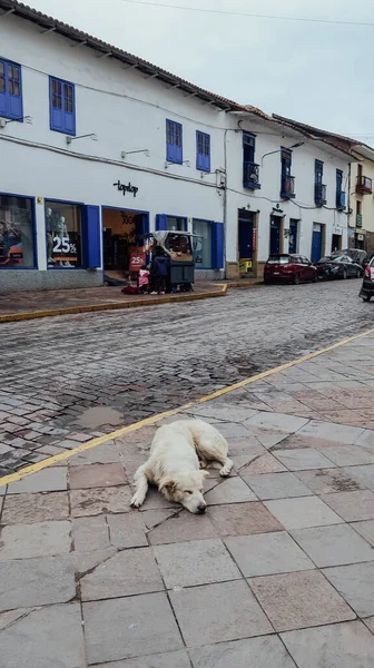 クスコ ペルー Circa 11月2019 野良犬はクスコの古代の旧市街の狭い通りに横たわっています — ストック写真