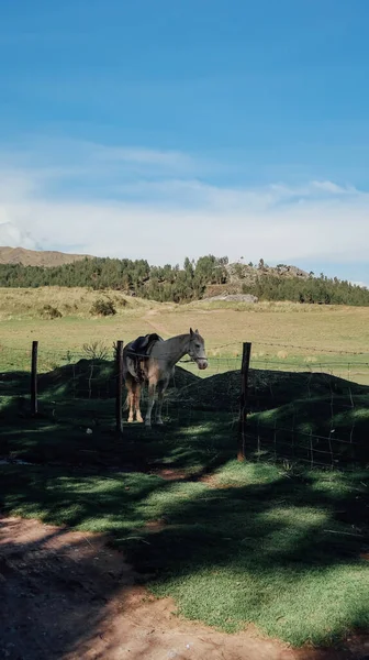 クスコ ペルー Circa 11月2019 青空と晴れた日にクスコで馬や木と大きな緑のフィールド — ストック写真