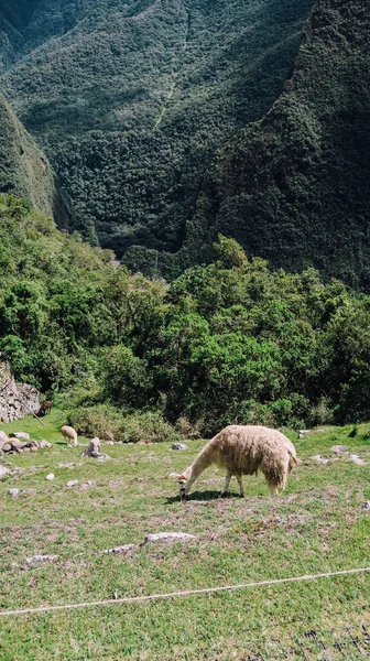 Machu Picchu Peru Circa November 2019 Lamas Eat Grass Terrace — Stock Photo, Image