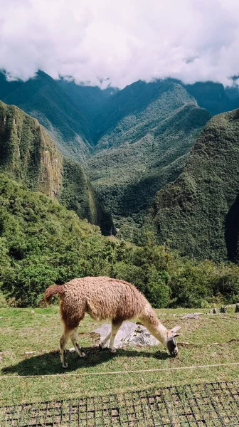 Machu Picchu Peru Circa November 2019 Лами Їдять Траву Терасі — стокове фото