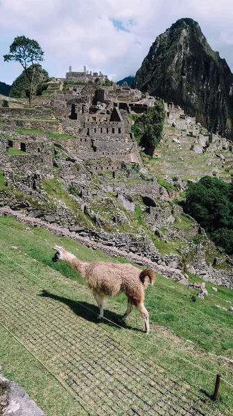 Machu Picchu Peru Circa November 2019 Лами Їдять Траву Терасі — стокове фото