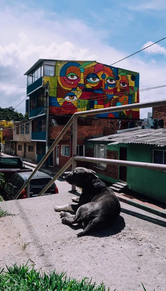 Bogota Colombia Circa November 2019 Собака Лежить Сонці Будинки Пофарбовані — стокове фото