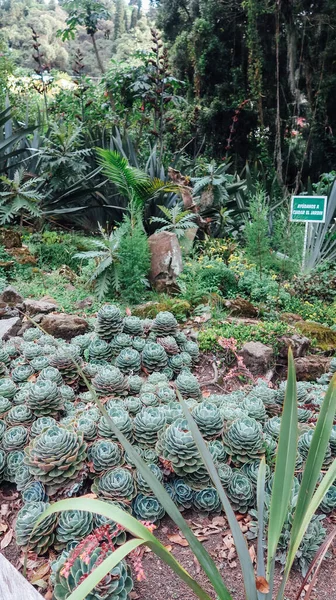 Sopo Colombie Novembre 2019 Jardin Rosiers Mexicains Blancs Sur Territoire — Photo