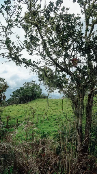 Santander Colômbia Circa Dezembro 2019 Vista Paisagem Natural Com Florestas — Fotografia de Stock