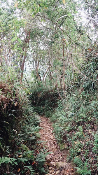 SANTANDER, COLOMBIA - CIRCA DECEMBER 2019: hiking path in natural landscape with forest and green hills and mountains on with cloudy sky.