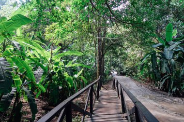 TAYRONA, COLOMBIA - CRCA Aralık 2019: Tayrona Ulusal Parkı 'ndaki tropikal ormanlarda yürüyüş yolu.