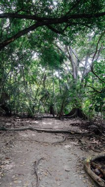 TAYRONA, COLOMBIA - CRCA Aralık 2019: Tayrona Ulusal Parkı 'ndaki tropikal ormanlarda yürüyüş yolu.