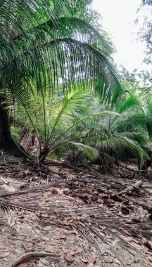 TAYRONA, COLOMBIA - CRCA Aralık 2019: Tayrona Ulusal Parkı 'ndaki tropikal ormanlarda yürüyüş yolu.