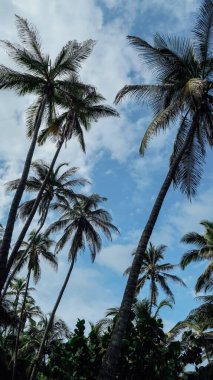 TAYRONA, COLOMBIA - CRCA Aralık 2019: Tayrona Ulusal Parkı 'nda güneşli bir günde mavi gökyüzü ve beyaz bulutlu palmiye ağaçları.