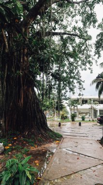 LETİKYA, AMAZONAS, COLOMBIA - CRCA Aralık 2019: Yağmurdan sonra Leticia 'da kaldırım boyunca lianalı dev bir ağaç.