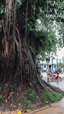 LETİKYA, AMAZONAS, COLOMBIA - CRCA Aralık 2019: Yağmurdan sonra Leticia 'da kaldırım boyunca lianalı dev bir ağaç.