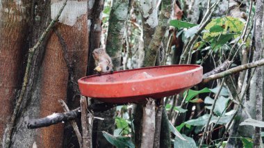 LETICIA, AMAZONAS, COLOMBIA - CIRCA Aralık 2019: Yeni Dünya 'nın en küçük maymunları Yeni Dünya' nın en küçük maymunları Batı Amazon yağmur ormanlarında muz yiyorlar.