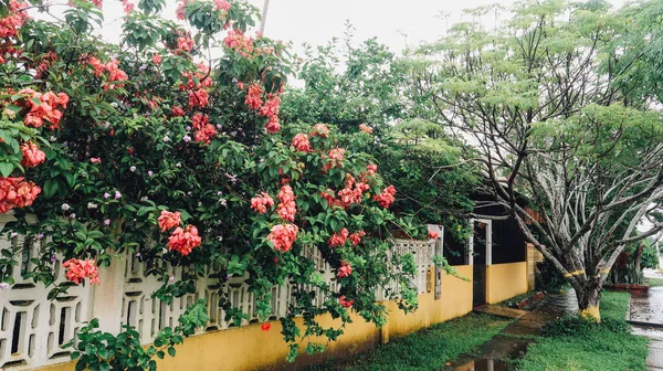 Leticia Amazonas Colombie Circa Décembre 2019 Fleurs Rouges Sur Grand — Photo