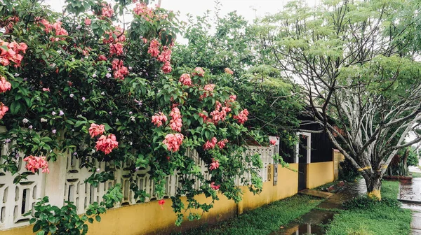 Leticia Amazonas Colombie Circa Décembre 2019 Fleurs Rouges Sur Grand — Photo