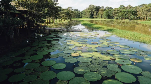 Leticia Amazonas Colombie Circa Décembre 2019 Immenses Feuilles Rondes Fleurs — Photo
