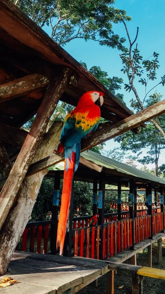 Leticia Amazonas Colombie Circa Décembre 2019 Grand Perroquet Aras Coloré — Photo