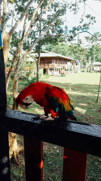 Leticia Amazonas Colombia Circa December 2019 Big Colorful Macaw Parrot — Stock Photo, Image