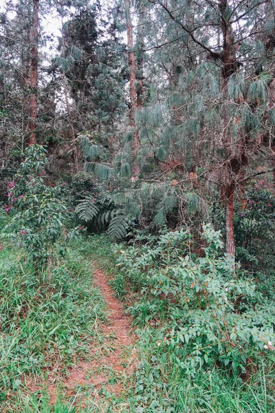 Medellin Colombie Circa Janvier 2020 Pins Plantes Vertes Dans Forêt — Photo