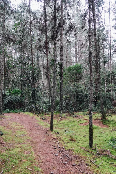 Medellin Colombia Circa January 2020 Pine Trees Green Plants Forest — Stock Photo, Image