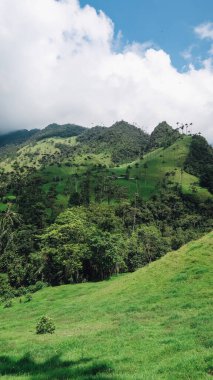 SALENTO, COLOMBIA - CIRCA HAZİRAN 2020: Beyaz bulutlu güneşli bir günde Cocora Vadisi 'ndeki yeşil dağlar, tepeler ve yüksek palmiye ağaçları manzarası.