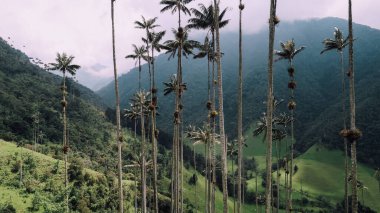 SALENTO, COLOMBIA - CIRCA HAZİRAN 2020: Beyaz bulutlu güneşli bir günde Cocora Vadisi 'ndeki yeşil dağlar, tepeler ve yüksek palmiye ağaçları manzarası.