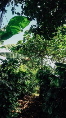 ARMENIA, COLOMBIA - CIRCA JANUARY 2020: Organik kahve çiftliği, Kolombiya 'nın Ermenistan kentindeki yeşil kahve meyveli kahve çiftliği.