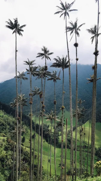 Salento Kolumbien Circa Januar 2020 Blick Auf Die Naturlandschaft Cocora — Stockfoto