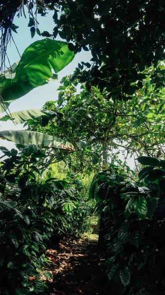 ARMENIA, COLOMBIA - CIRCA JANUARY 2020: Organik kahve çiftliği, Kolombiya 'nın Ermenistan kentindeki yeşil kahve meyveli kahve çiftliği.