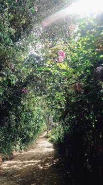 JARDIN, COLOMBIA - CIRCA JANUARY 2020: Yeşil bitkilerle dolu doğal manzara, Antioquia 'daki küçük Jardin kasabası yakınlarındaki dağda çiçekler.
