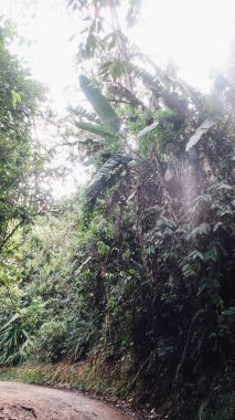 JARDIN, COLOMBIA - CIRCA JANUARY 2020: Yeşil bitkilerle dolu doğal manzara, Antioquia 'daki küçük Jardin kasabası yakınlarındaki dağda çiçekler.