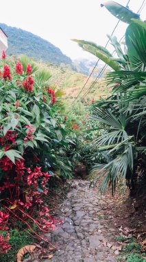 JARDIN, COLOMBIA - CIRCA JANUARY 2020: Antioquia 'daki küçük Jardin kasabasında yeşil çalılar ve parlak pembe ve mor çiçekler olan küçük patika.