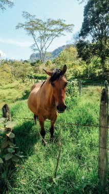 JARDIN, COLOMBIA - CIRCA JANUARY 2020: Güneşli bir günde arka planda ağaçlar ve dağlar olan yeşil arkadaş üzerindeki kahverengi at.