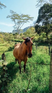 JARDIN, COLOMBIA - CIRCA JANUARY 2020: Güneşli bir günde arka planda ağaçlar ve dağlar olan yeşil arkadaş üzerindeki kahverengi at.