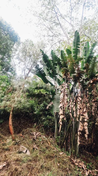 Jardin Colombia Circa Ιανουαριοσ 2020 Φυσικό Τοπίο Πράσινα Φυτά Λουλούδια — Φωτογραφία Αρχείου