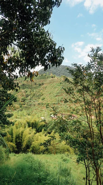 Jardin Kolombia Circa Styczeń 2020 Krajobraz Naturalny Zielonymi Roślinami Kwiaty — Zdjęcie stockowe