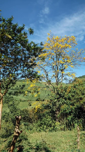 Jardin Colômbia Circa Janeiro 2020 Árvore Com Flores Amarelas Brilhantes — Fotografia de Stock