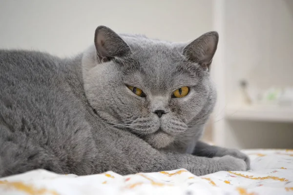 Chat A Poil Court Britannique Bleu A La Maison Britanniques Cheveux Stock Photo Chat A Poil Court Britannique Bleu A La Maison Britanniques Cheveux Stock Photo